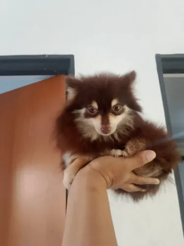 Spitz bem mine fêmea 8 mês 