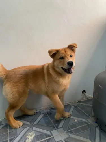 Doação de Chow Chow 