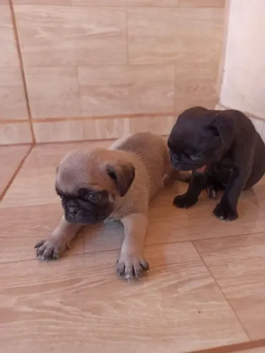 Filhotes de pug