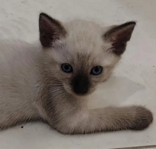 Gatinhos para adoção