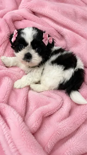 Shih tzu fêmea