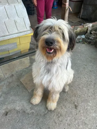 Adoção/ Doação, cachorro macho castrado porte grande