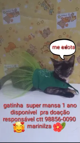 Linda gatinha castrada (Adoção responsável)