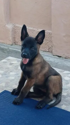 Vendo uma cachorra pastor de Malinois 