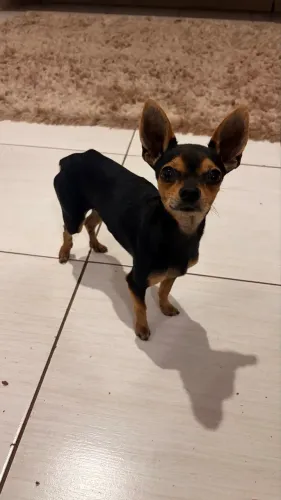 Pinscher puro nº 1 - macho - 2 anos