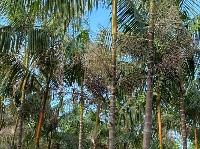 Açaizal 50 hectares em produção irrigado terra de 180 hectares porteira fechada igarapé aç