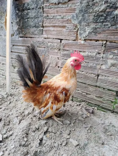 Galo