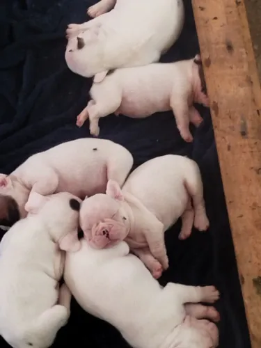 Filhote de Bulldog francês a pronta entrega já vermifugado só tem 2 filhote macho disponív
