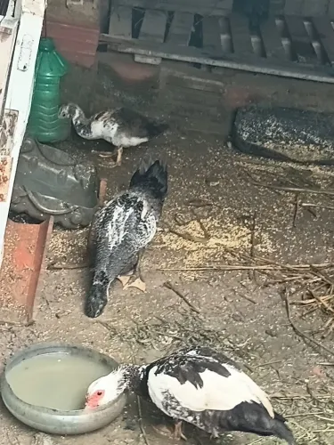 Patos 