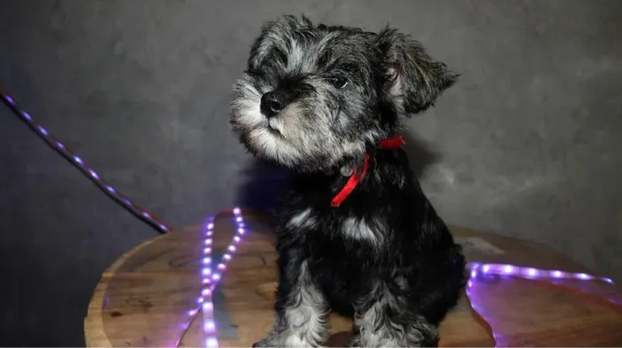 Lindo filhote de Schnauzer disponíveis.