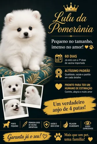 Machos Lulu da pomerania anão ursinho 
