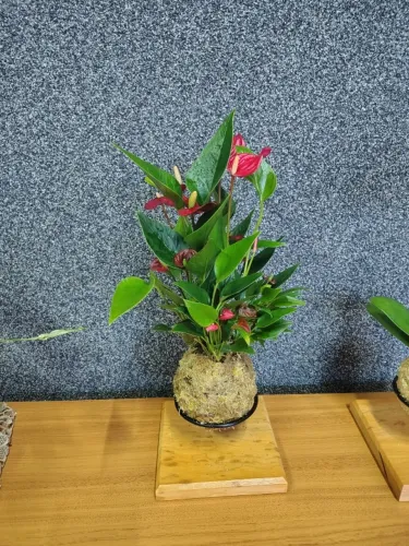 Kokedama