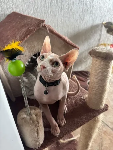 Sphynx Macho