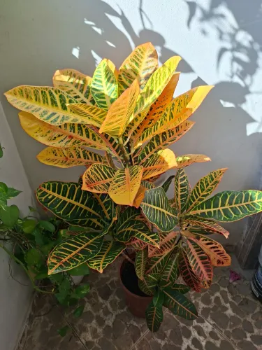 Croton