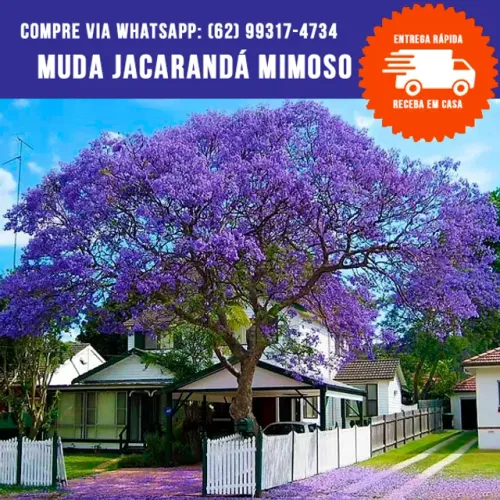 Muda de Jacarandá Mimoso