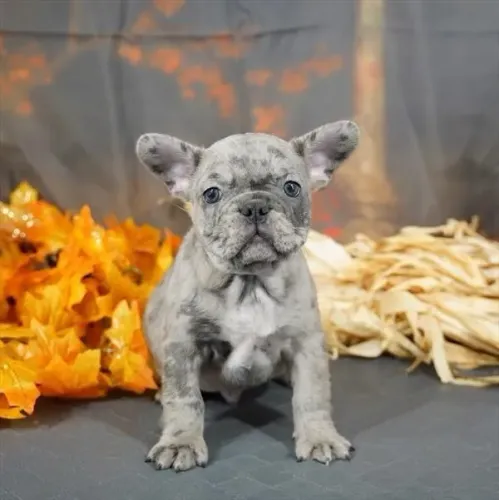 Bulldog Francês pirata/tigrado/fulvo/branco