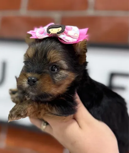 Filhote de Yorkshire Terrier