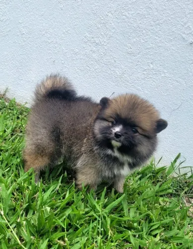 Spitz Alemão Anão (Lulu da Pomerânia) - 10x sem juros