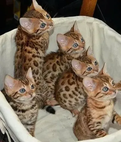Cativantes Filhotes Bengal disponíveis