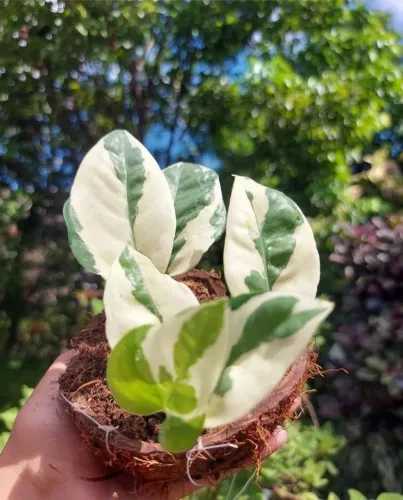 Muda de Planta Jiboia na combuca Artesanal pedente