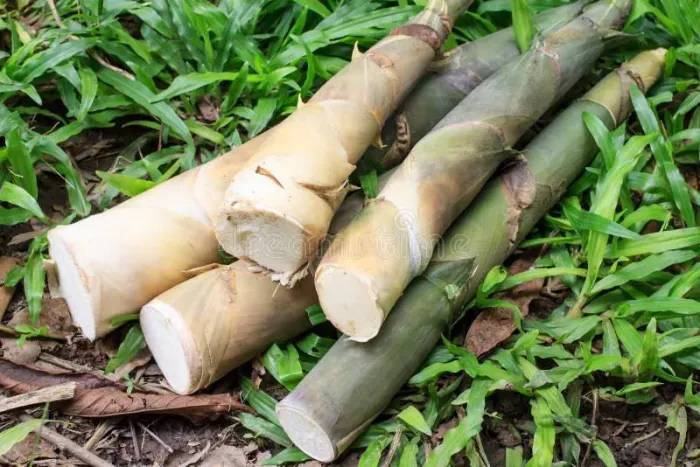 Broto bambu novo