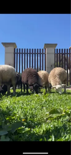 Carneiros texel a venda
