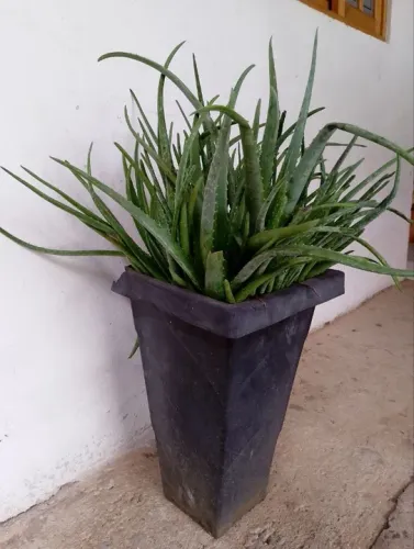 Babosa Aloe Vera no Vazo !