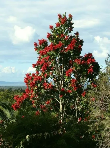 Muda de Pau Formiga - Triplaris Americana
