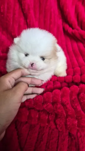 Spitz Alemão macho com uma charmosa manchinha creme.  Filhote com 45 dias