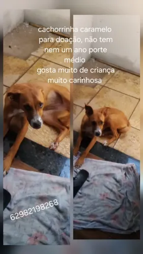 Cachorrinha