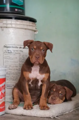 Filhotes Monster ( Genética Bearzilla, Big Block, New Iron )