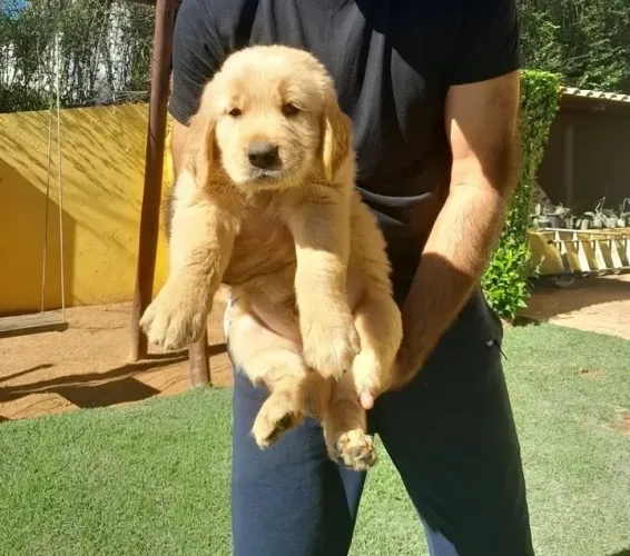 Filhotes Golden Retriever 