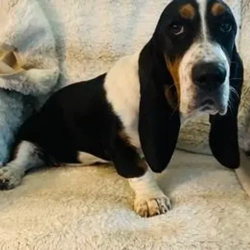 Basset Hound,Basset Hound Filhote Top Padrão da Raça
