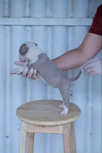 PIT MONSTER