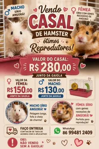 Vendo casal de hamster! 