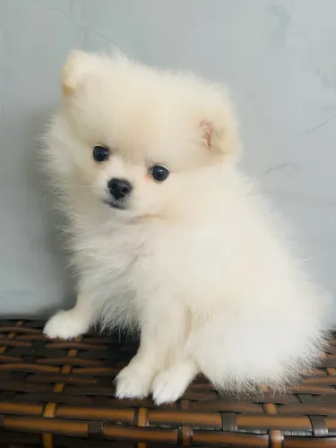 Lulu da Pomerania