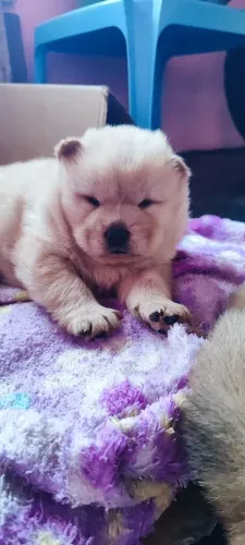 Vende-se filhote de chow chow 