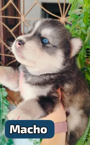 Husky Siberiano 