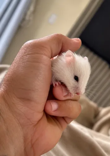 HAMSTER SÍRIO