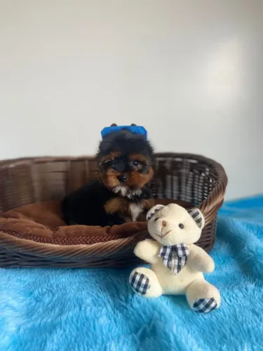 Yorkshire micro - Disponível
