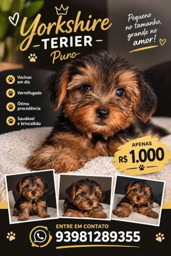 Yorkshire terrier