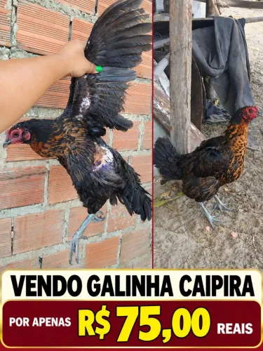VENDO GALINHA CAIPIRA