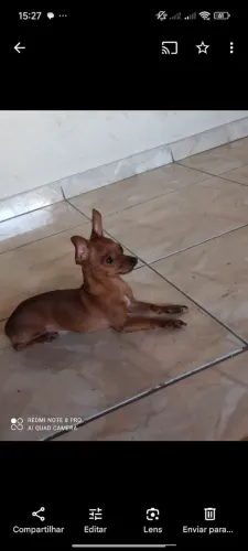 Pincher 0 para cruzar