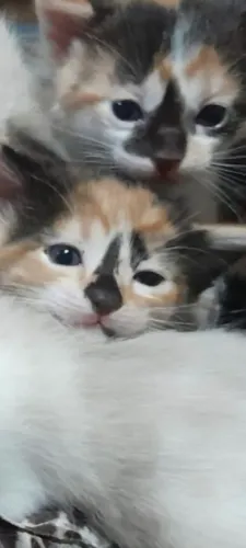 Lindos gatinhos