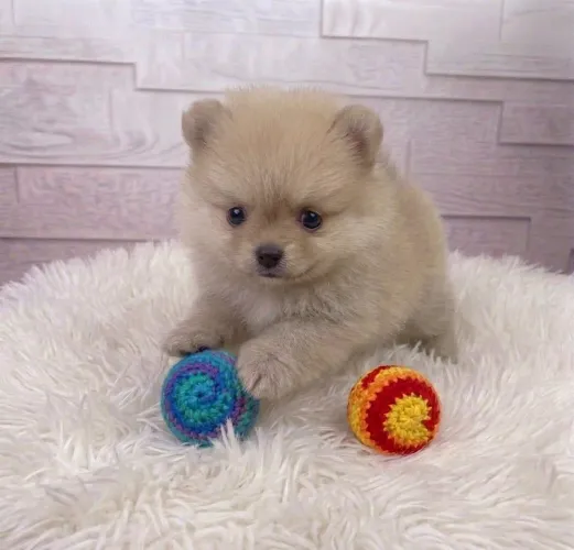 Lindos filhotes de cachorro lulu da pomerania
