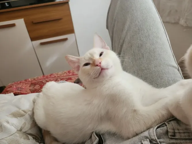 GATO PARA ADOÇÃO
