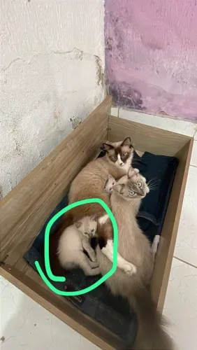 Doação