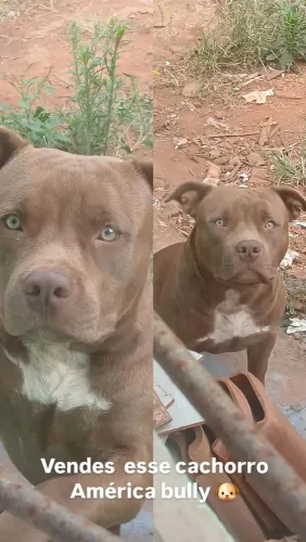Vendes esse cachorro motivo mudança ele muito forte docio carinhoso 