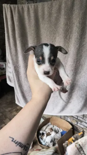 Pinscher com 70 dias vacinado 
