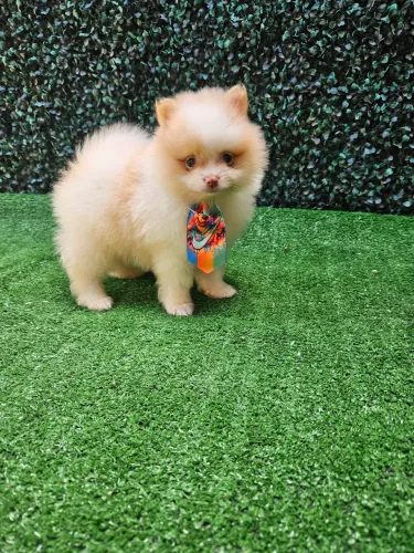 Lulu da Pomerania RJ Spitz Alemão anão